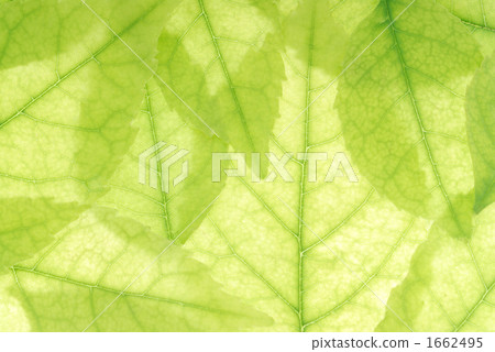 Takarena 0443 Takarena 0443 1662495