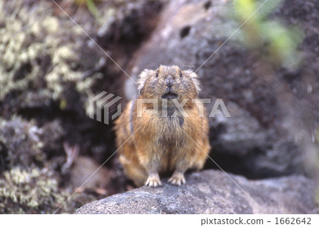 Ezo頑皮的兔子 Ezo頑皮的兔子 1662642