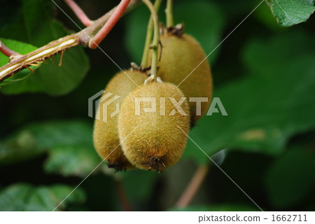 獼猴桃的成長 1662711