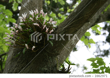 Sekkoku of Shuzenji in Miyagi Matsushima (Ishinomaki) Sekkoku of Shuzenji in Miyagi Matsushima (Ishinomaki) 1662971