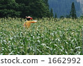 Corn field 1662992