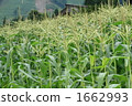 Corn field 1662993