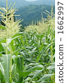 Corn field 1662997