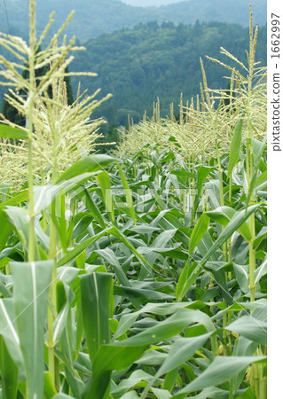 Corn field Corn field 1662997