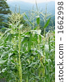 Corn field 1662998