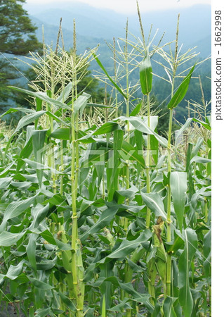 Corn field Corn field 1662998
