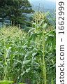 Corn field 1662999