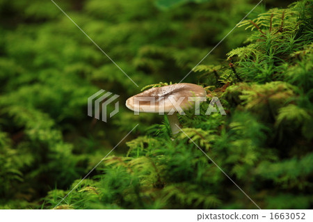 early autumn early autumn 1663052