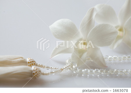 vappodes phalaenopsis, buddhist rosary, prayer beads 1663078