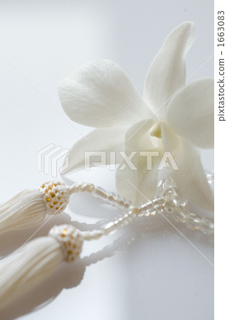 vappodes phalaenopsis, buddhist rosary, prayer beads 1663083