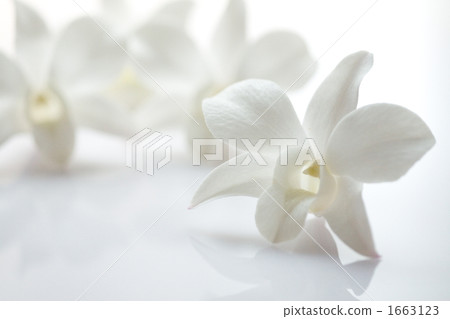 庫克敦蘭花 美女 純潔 1663123
