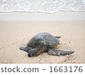 sea turtle, green sea turtle, chelonia mydas 1663176