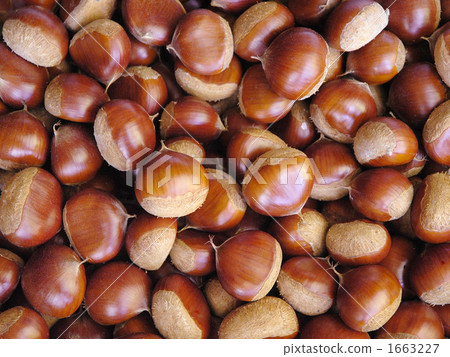 chestnut, chestnuts, japanese chestnut 1663227
