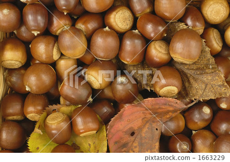 acorn, acorns, background 1663229