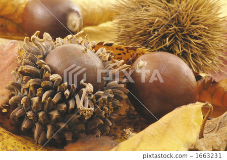 acorn, acorns, dead leaves 1663231
