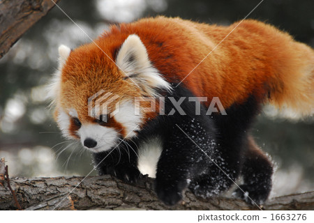 Lessa walking cheerfully in winter - panda 1663276