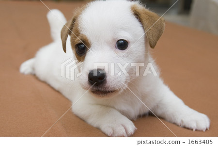 傑克羅素 傑克羅素 1663405