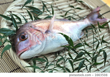 紅海鯛 紅海鯛 1663508