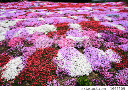 芝櫻 櫻花 春天 1663509