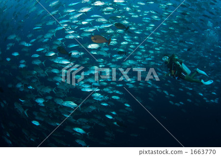 Ginga's Tornado 1663770