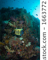 Flower garden underwater 1663772