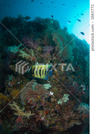 Flower garden underwater 1663772