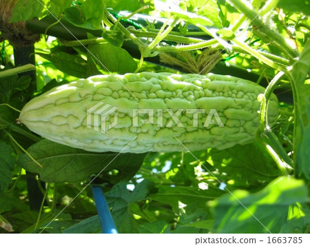 家庭菜園白色goya 1663785