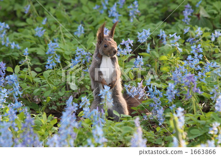 松鼠 延胡索 日本北海道松鼠 1663866