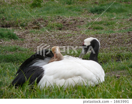 red-crowned crane, bird-watching, monotony 1663991