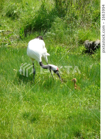 japanese crane, red-crowned crane, bird-watching 1663994