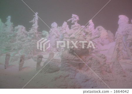 winter mountain, frost covered tree, frost-covered tree 1664042