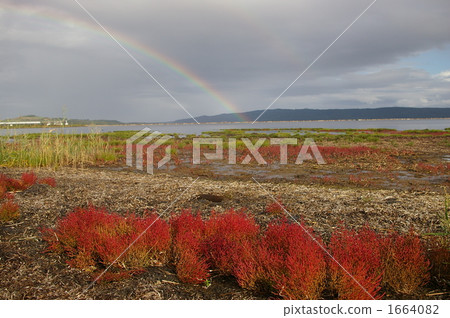 coral grass, salicornia europaea, crimson 1664082
