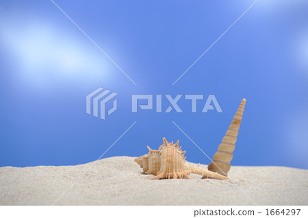 貝殼海灘圖像 1664297