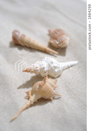 海灘貝殼 海灘貝殼 1664299