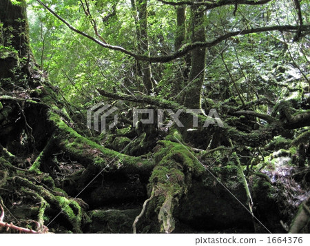 幽靈森林 1664376