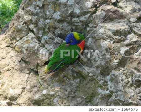 Sleeping parrots 1664576