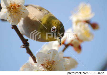 white-eye, white eye, osaka prefecture 1664654