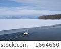 天鵝 屈斜路湖 冰面 1664660