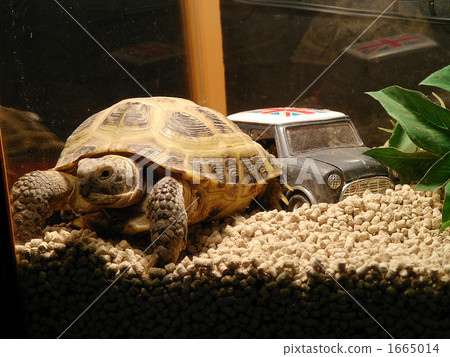 Two turtles of tortoise and mini Two turtles of tortoise and mini 1665014
