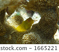 魚 條紋蛙鳚（魚名） 炒 1665221