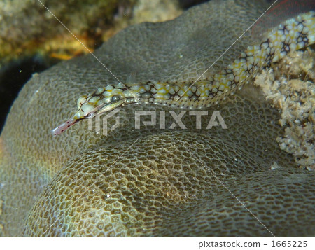 pipefish, pacific seaweed pipefish, fish 1665225