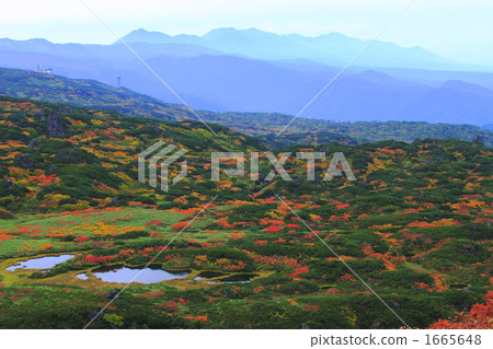 從大麻看到的最佳視圖 1665648