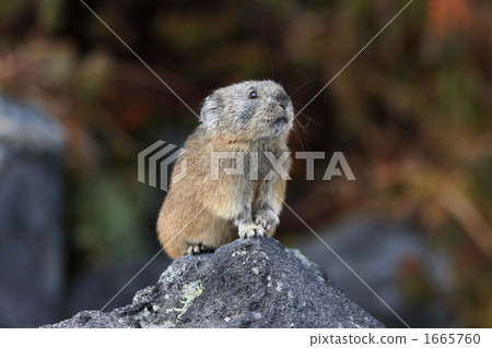 Pikachu pond in Iwaki 1665760