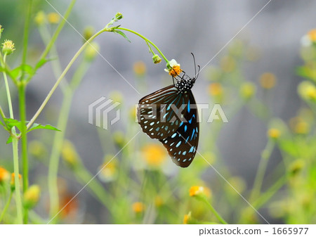 Ryukyu Asagi Madahara（中國雲南省） 1665977