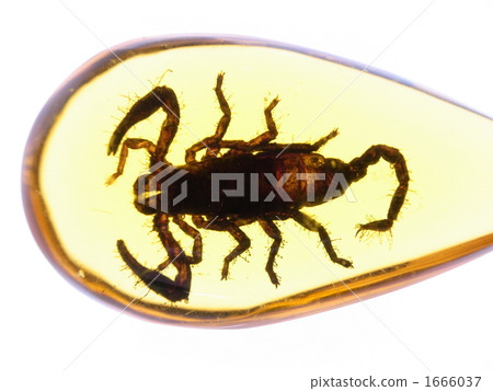Scorpion 1666037