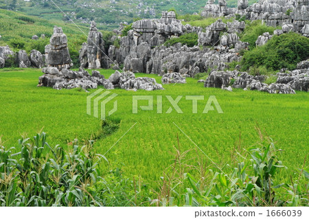 Karst rock peak group in paddy field (Yunnan Province, Shihlin, China) Karst rock peak group in paddy field (Yunnan Province, Shihlin, China) 1666039