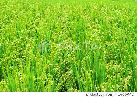 Rice field Rice field 1666042