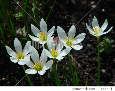 9月Thamas Dale·Higambuna部門14 1666491