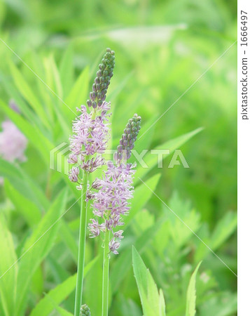 九月Thurbo·尤里23 1666497