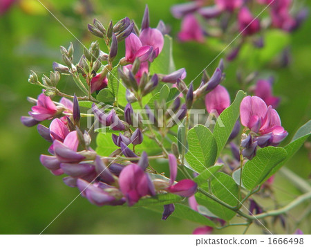 9月H和豆科28 1666498